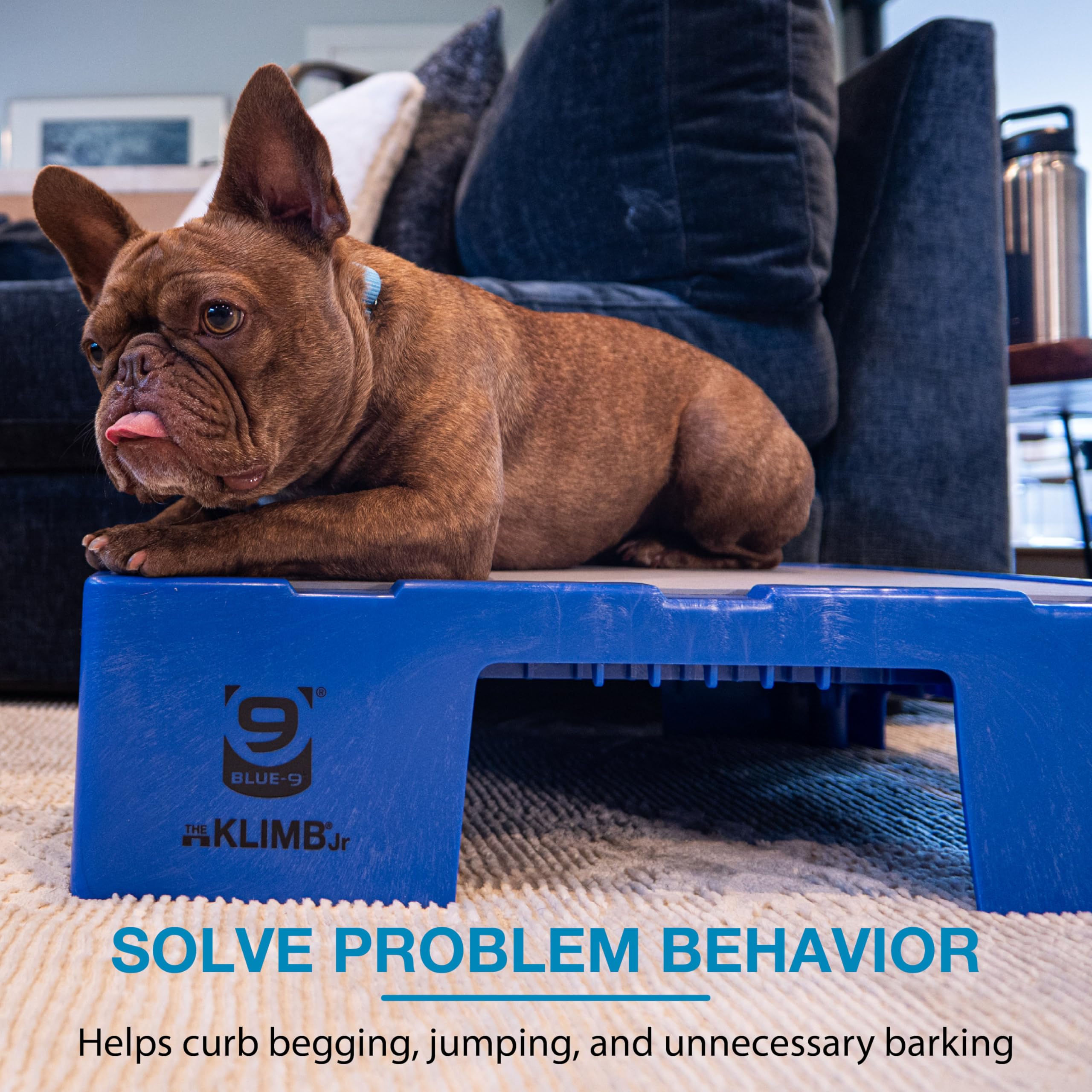 Blue-9 KLIMB Jr. dog begging reduction training scenario