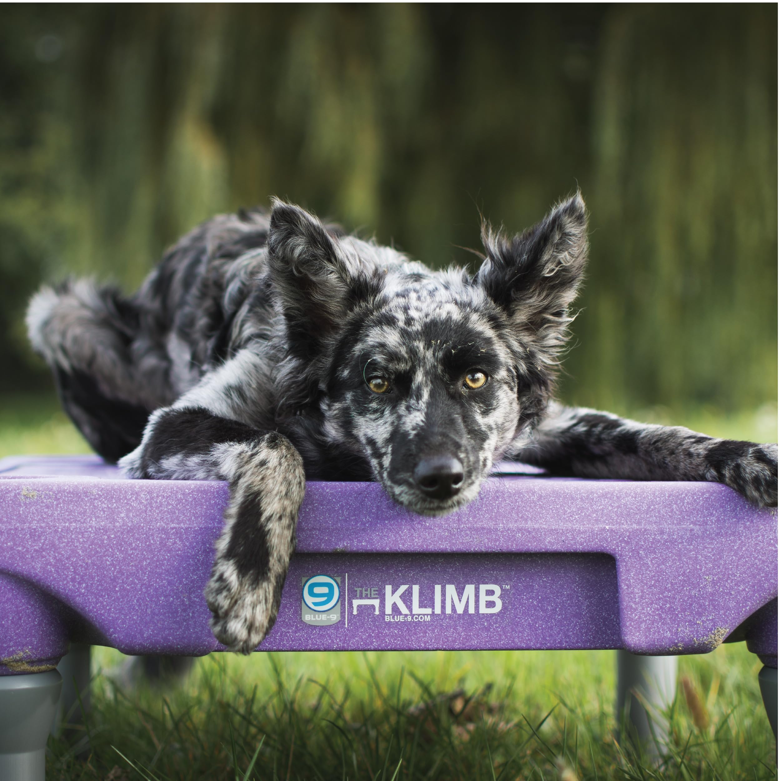 Blue-9 KLIMB USB training video guides cueing and behavior management.