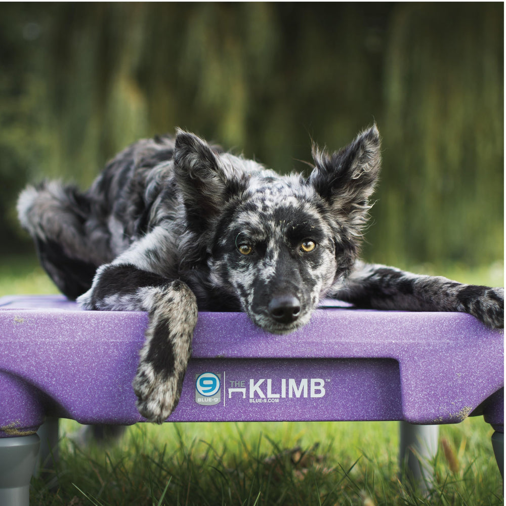 Blue-9 KLIMB USB training video guides cueing and behavior management.