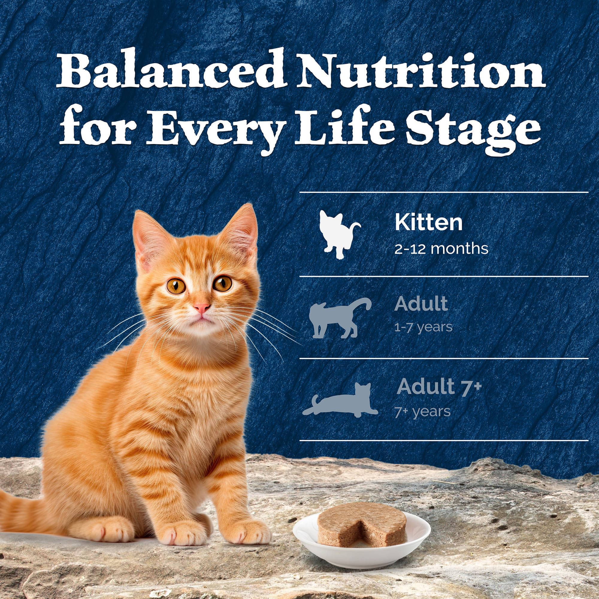 Blue Buffalo Wilderness kitten-DHA on packaging signals cognitive development support.