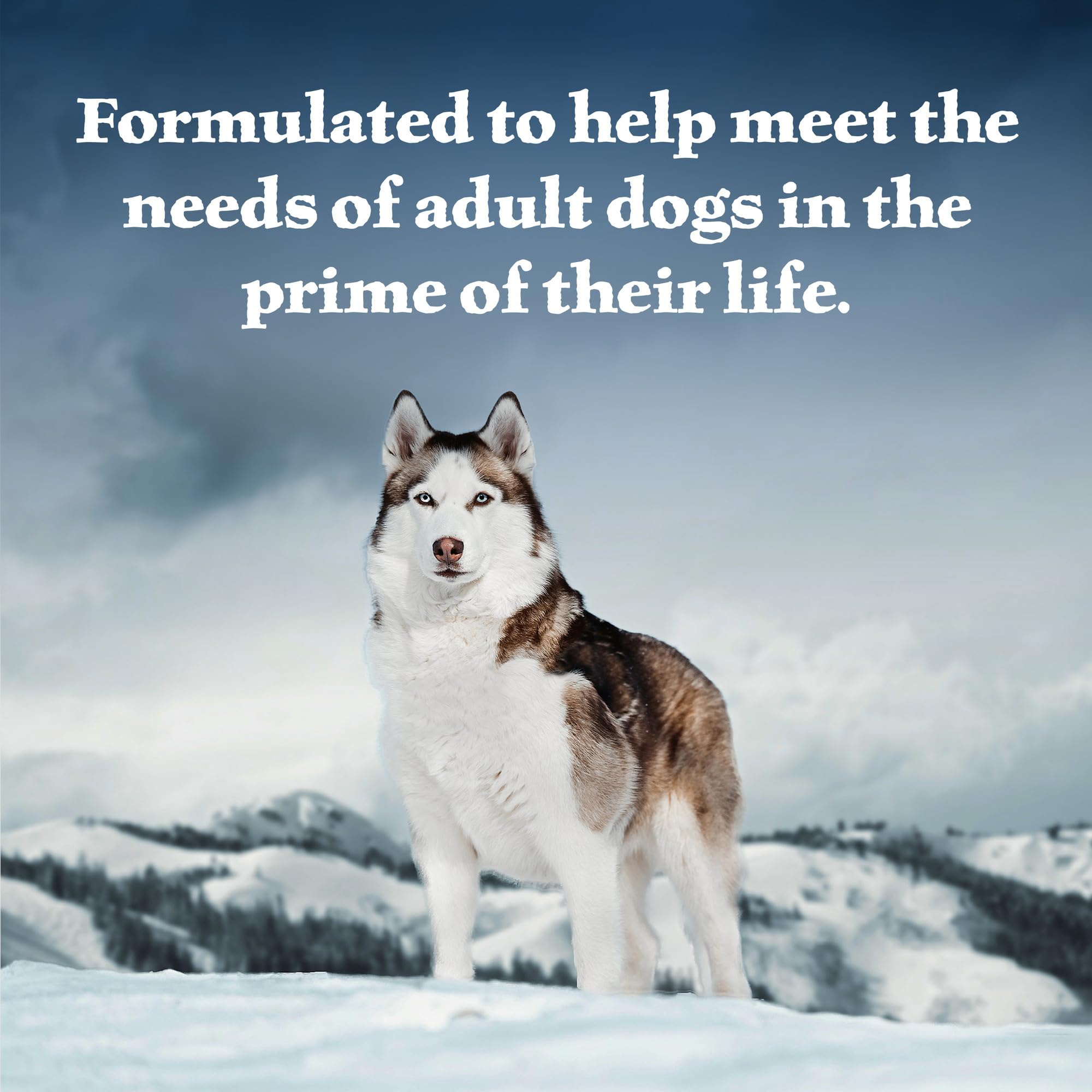 Blue Buffalo Wilderness high-protein dog food fuels active days with protein-rich ingredients.