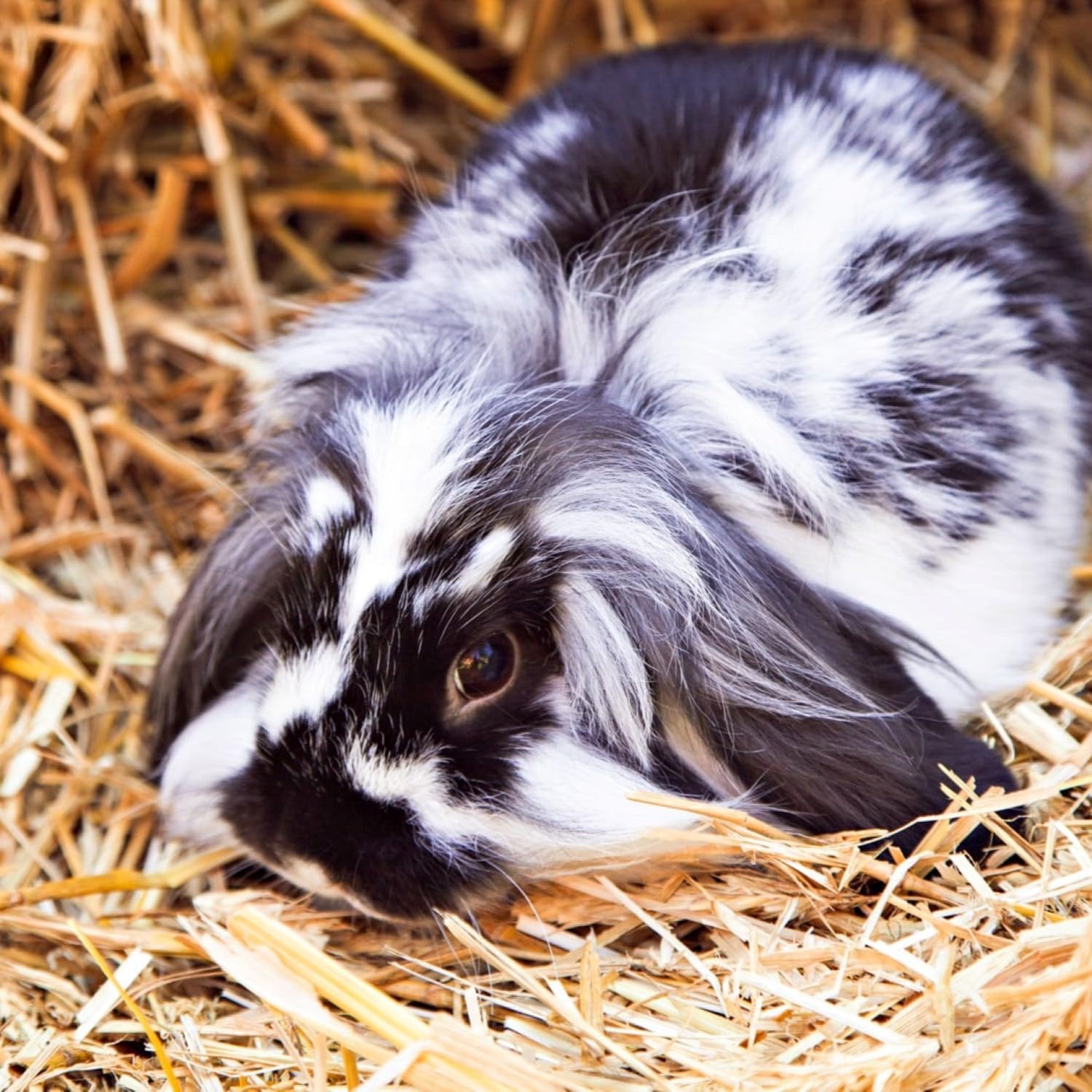 Blue Mountain Hay for outdoor huts and shelters enhances insulation and dry bedding