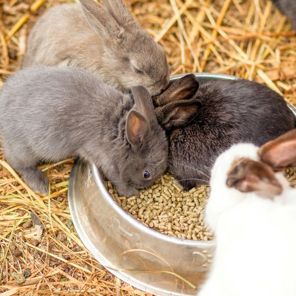 Blue Mountain Hay outdoor-cat-shelter shows warmth and insulation for outdoor felines.