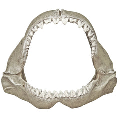 Blue Ribbon Exotic Environments Great White Shark Jaws small enhances aquarium realism and provides shelter for small fish.