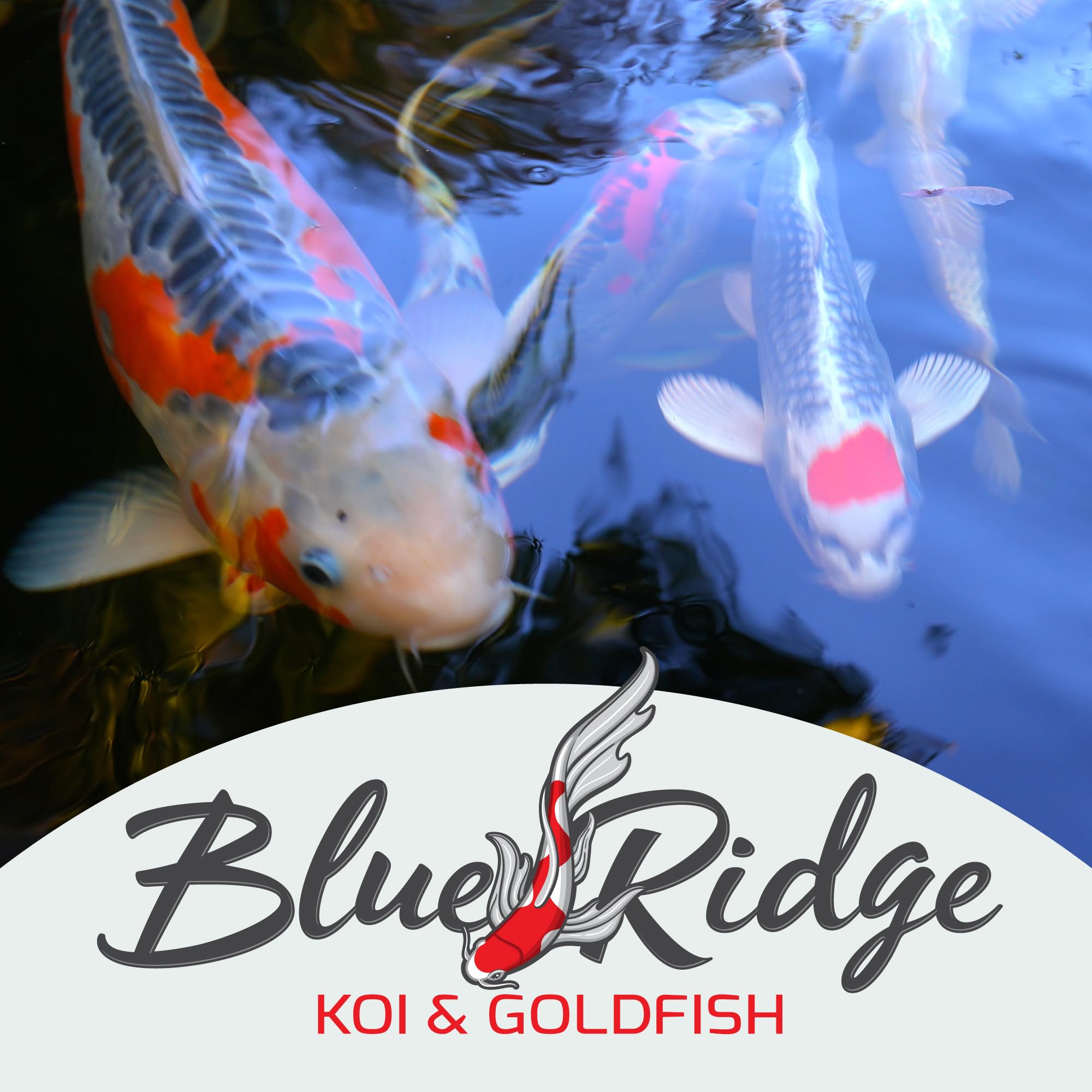Blue Ridge Koi Food 5lb packaging signals premium pond nutrition.