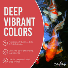 Blue Ridge Koi Food pond feeding scene emphasizes minimal waste with balanced pellet sizes.