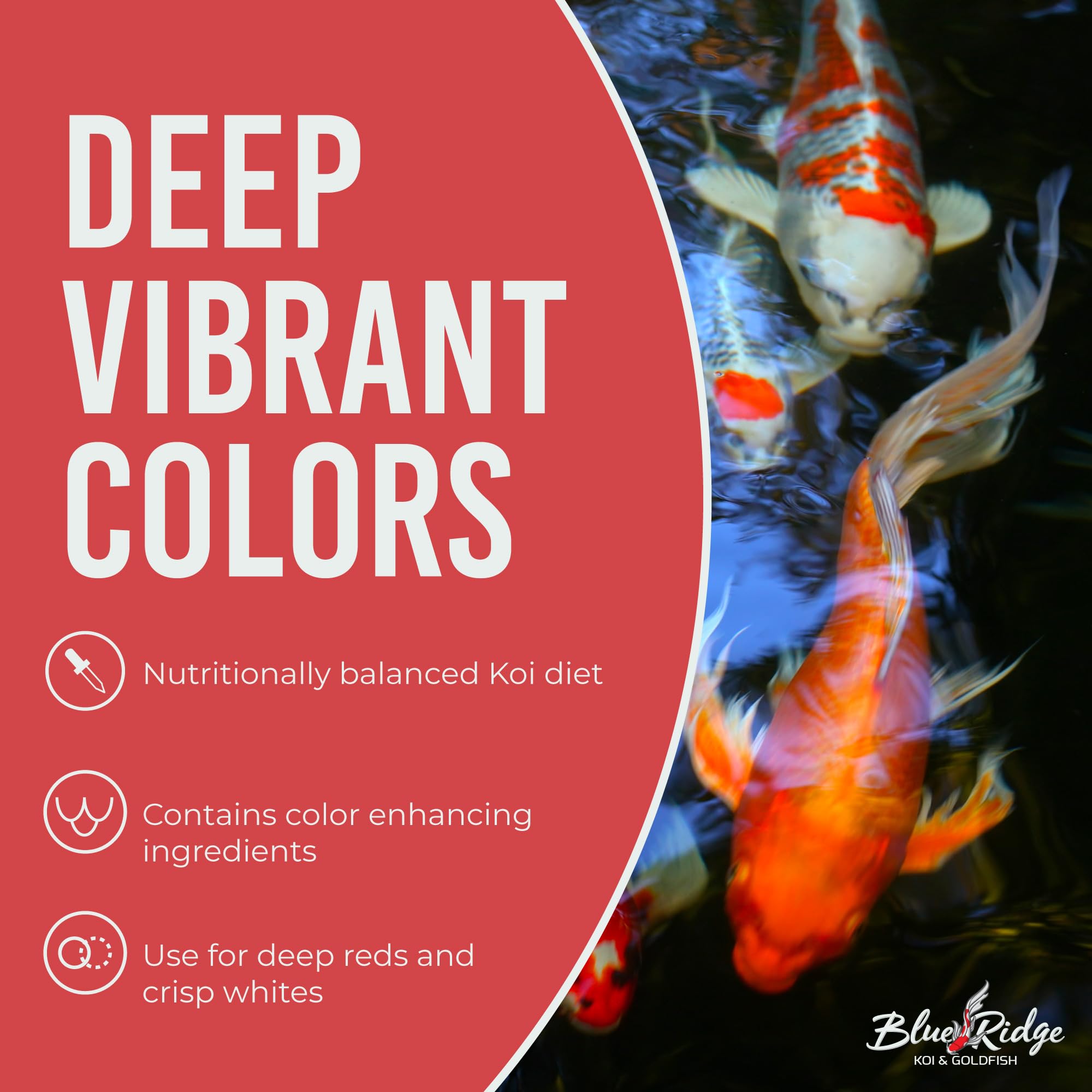 Blue Ridge Koi Food year-round formula helps koi thrive in varying temperatures.