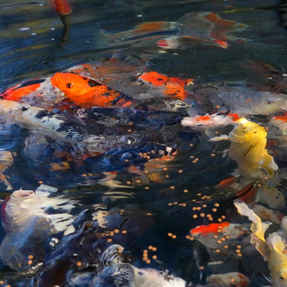 Blue Ridge Koi Goldfish pellets provide balanced daily nutrition