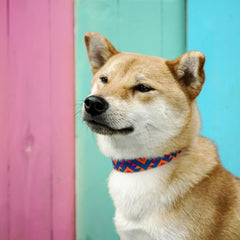 Blueberry Pet adjustable collar with metal buckle on a large dog for secure fit