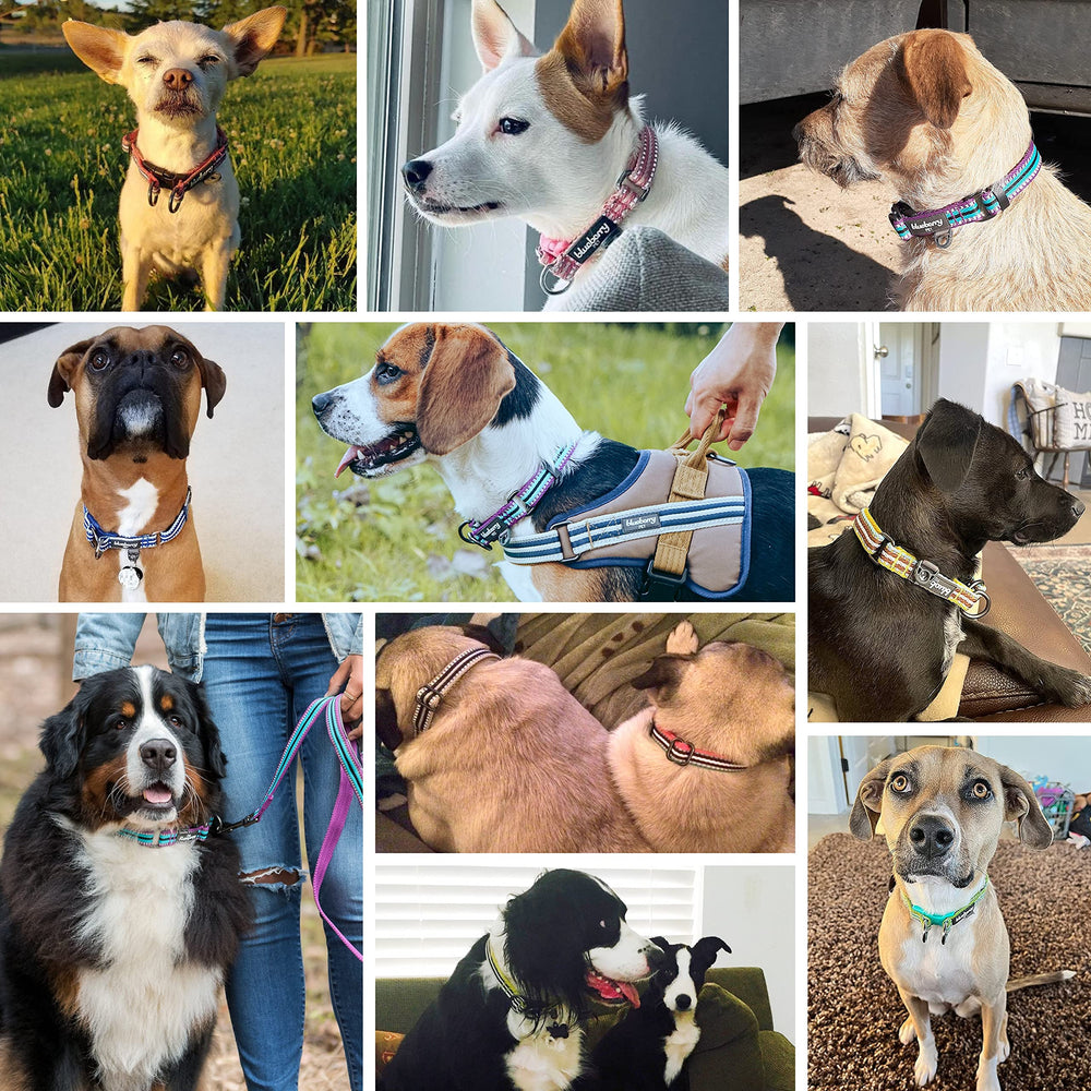 Blueberry Pet adjustable nylon collar provides a comfortable, secure fit.