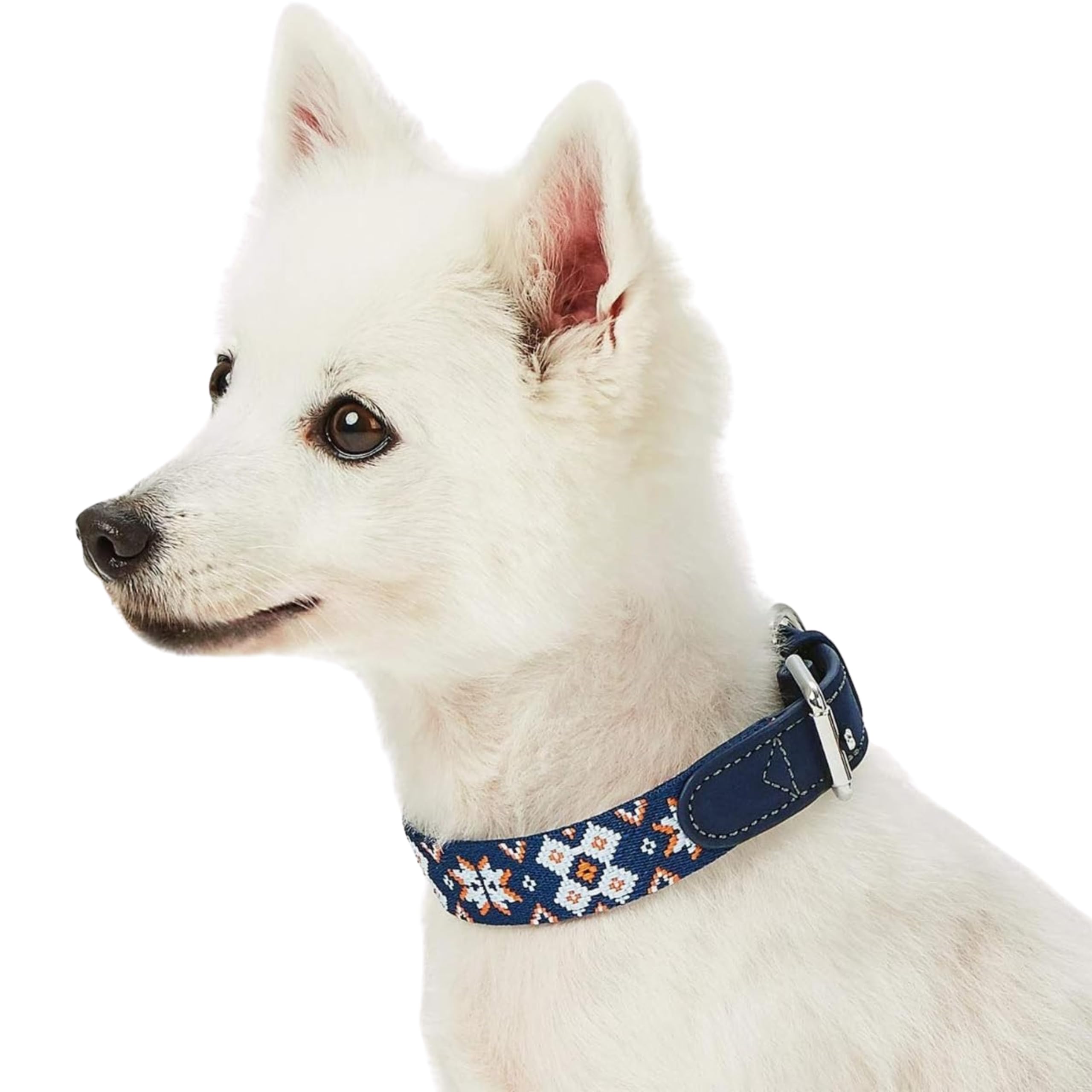 Blueberry Pet buckle detail highlights leather accent and secure closure