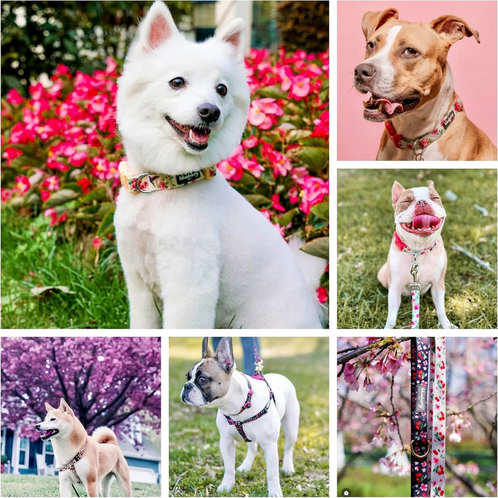 Blueberry Pet Cherry Garden Dog Leash pattern feature supports daily strolls with eye-catching style.