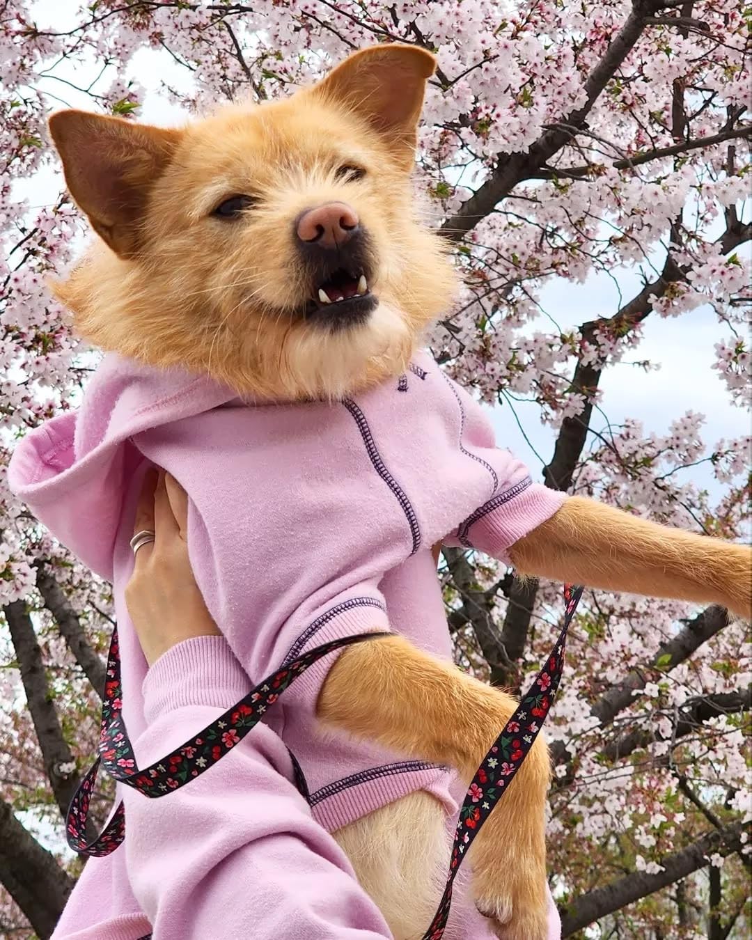 Blueberry Pet Cherry Garden Dog Leash packaging display demonstrates ready-to-use aesthetic.