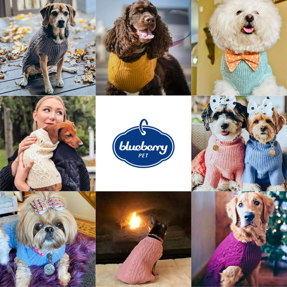 Blueberry Pet Classic Knit Dog Sweater worn on dog shows versatile fashion for girl dogs.