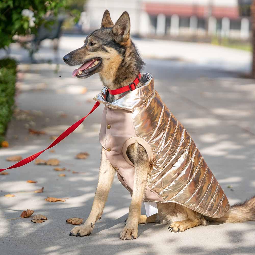 Blueberry Pet dog jacket with easy-on-off button closure