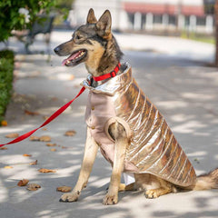 Blueberry Pet dog jacket with easy-on-off button closure