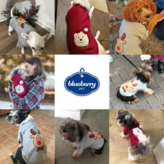 Blueberry Pet dog wearing the sweater during a walk in light rain.