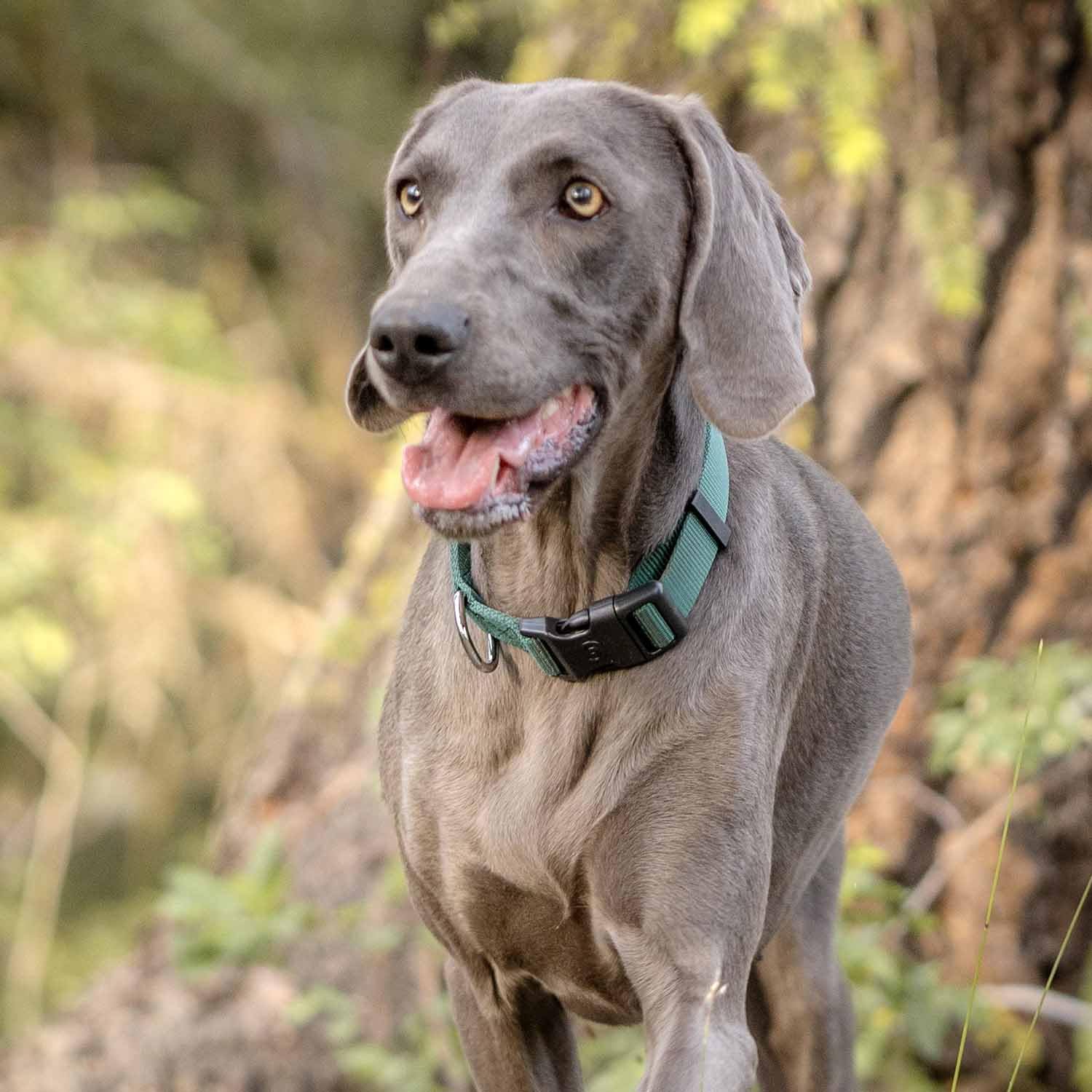Blueberry Pet Essentials Verdant Green harness front view showing adjustable comfortable fit