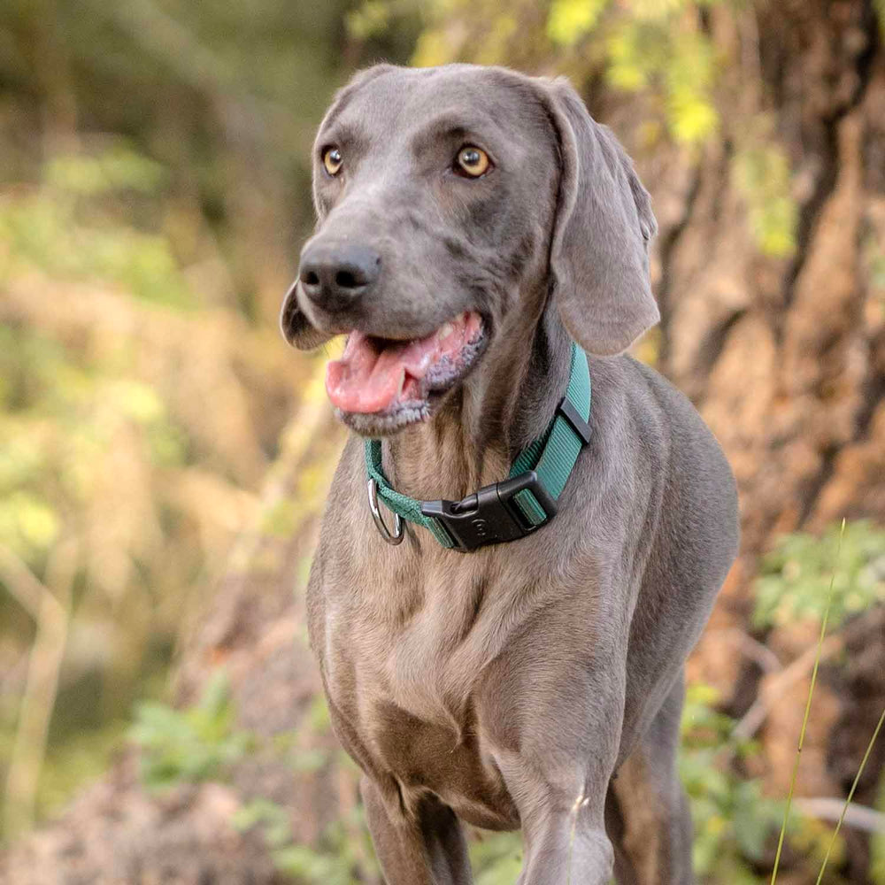 Blueberry Pet Essentials Verdant Green harness front view showing adjustable comfortable fit