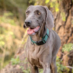 Blueberry Pet Essentials Verdant Green harness front view showing adjustable comfortable fit