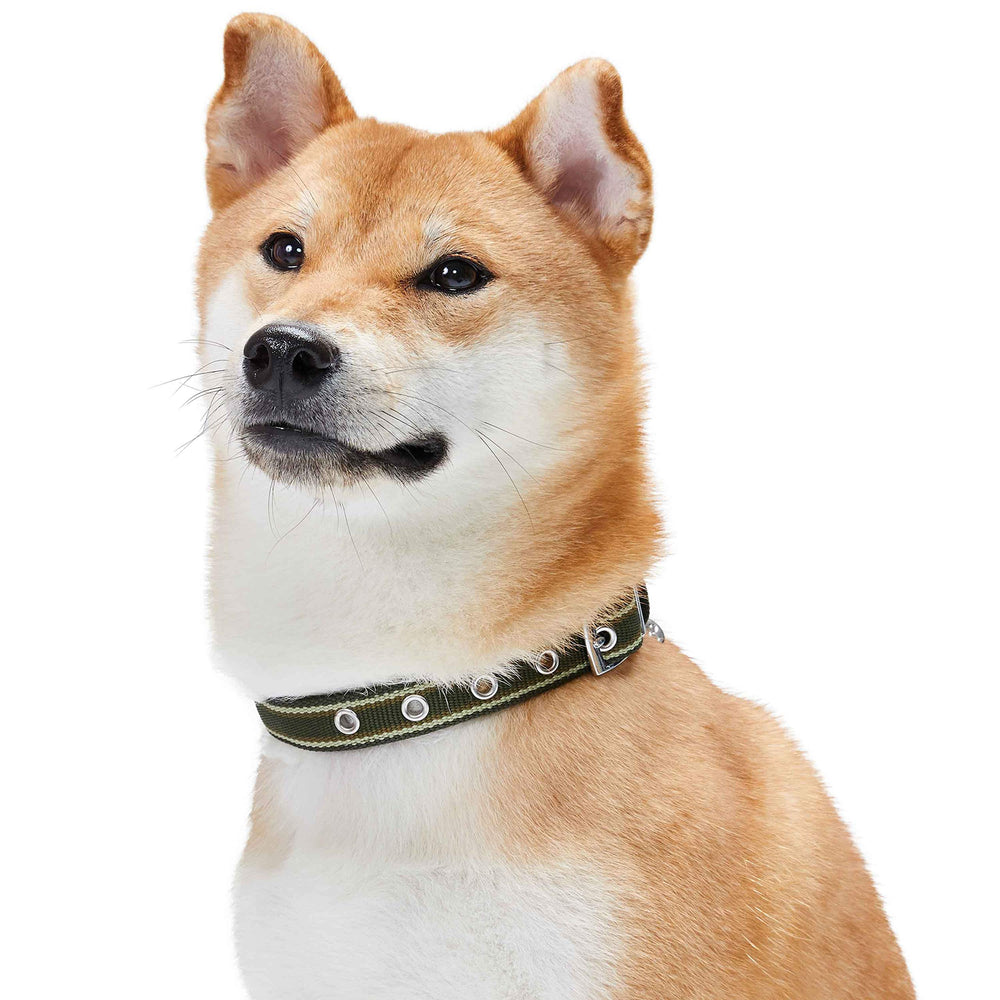 Blueberry Pet harness and leash set options for complete outdoor fit.