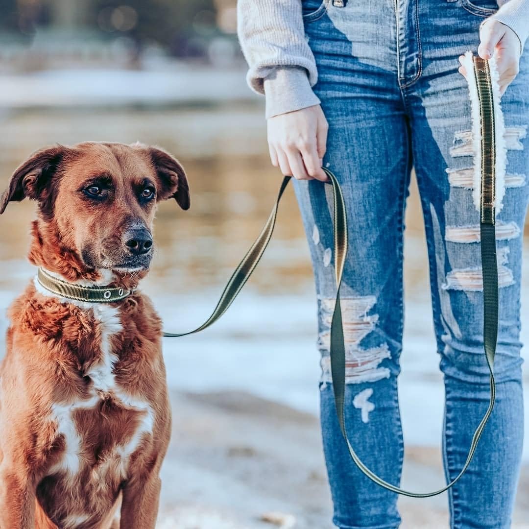 Blueberry Pet high-density jacquard polyester collar built for durability.