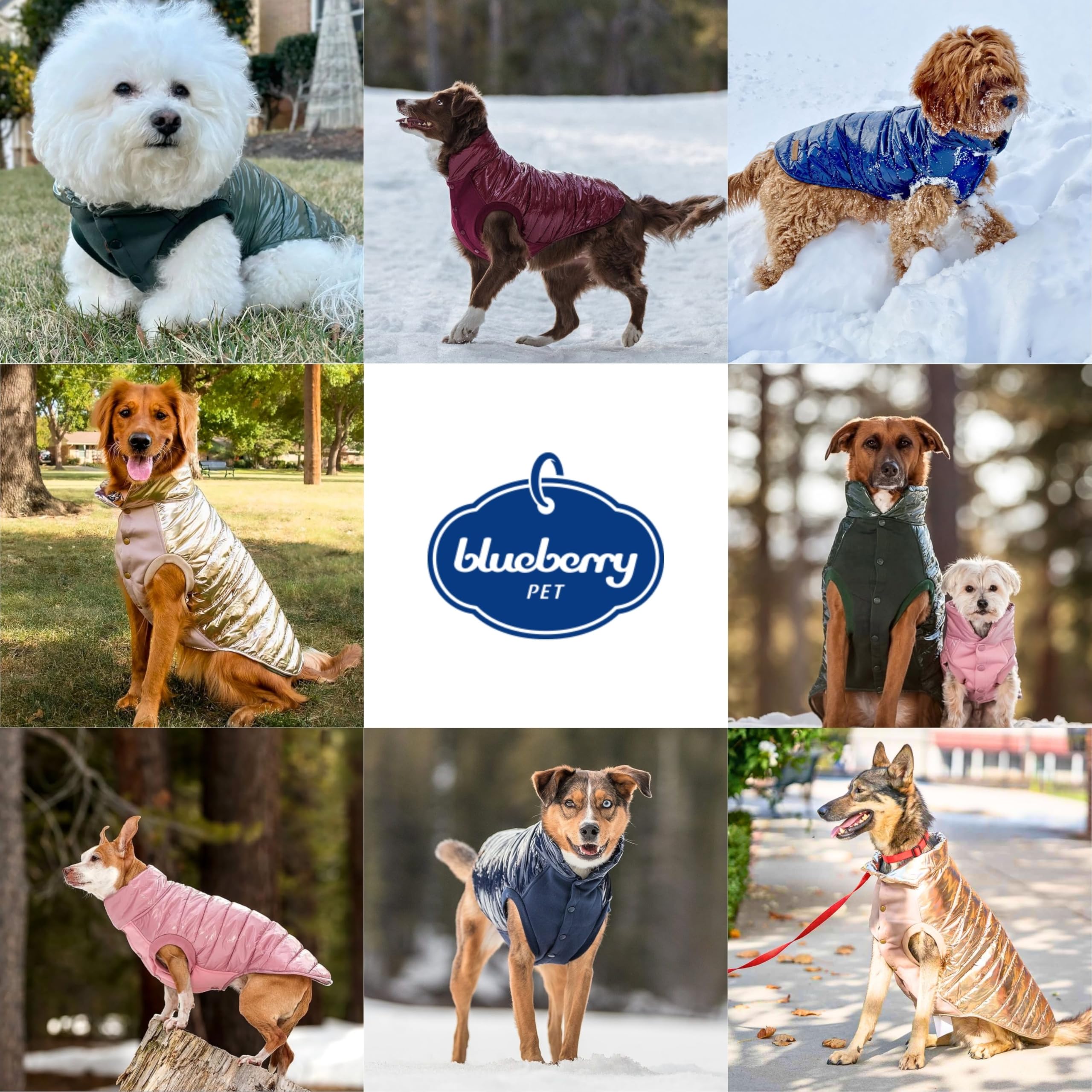 Blueberry Pet jacket button closure on/off design demonstrated for simple wear.