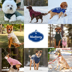 Blueberry Pet jacket button closure on/off design demonstrated for simple wear.