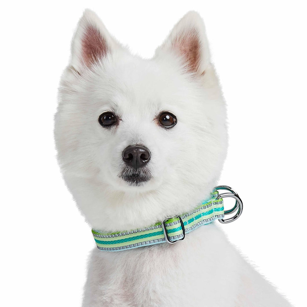 Blueberry Pet small dog collar designed for active, compact dogs.