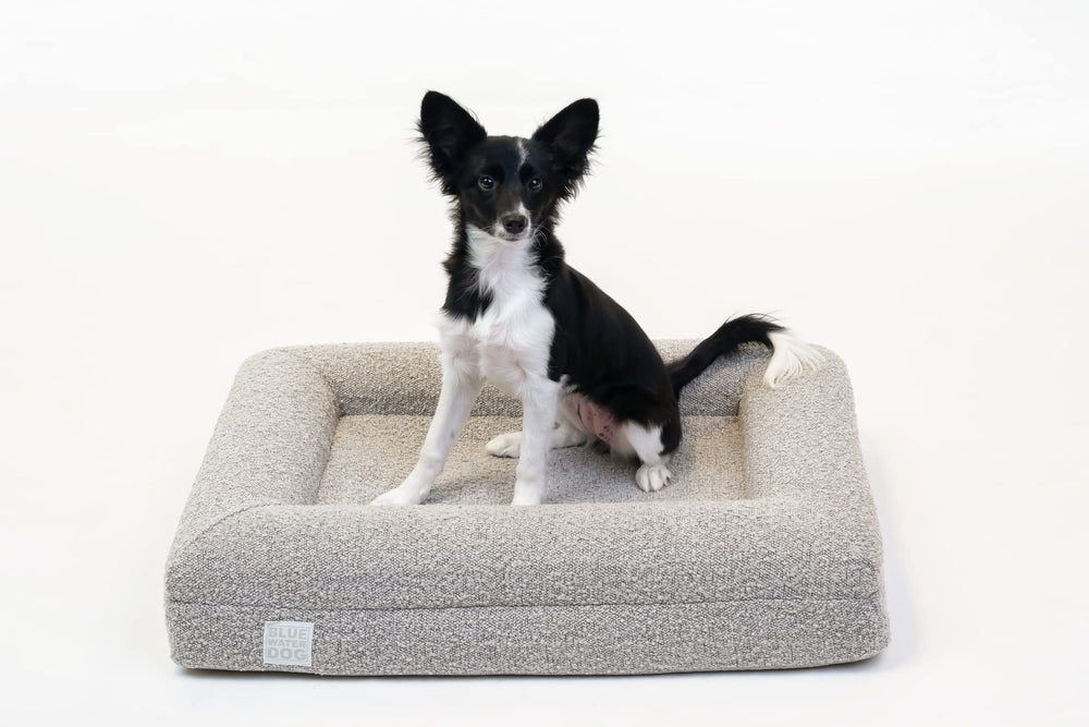 Bluewater Dog handle design enables effortless transport between rooms.
