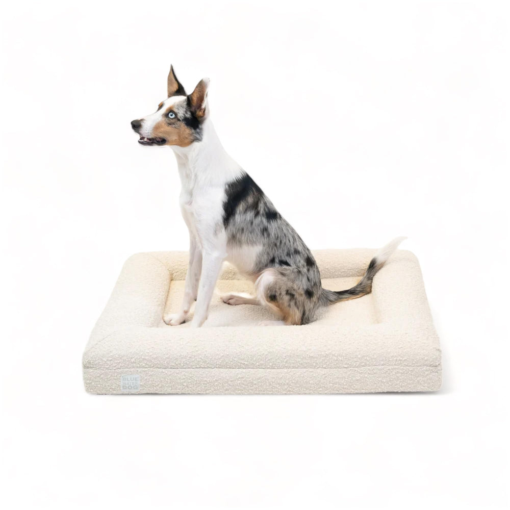 Bluewater Dog Luxury Boucle bed on floor shows orthopedic memory foam comfort