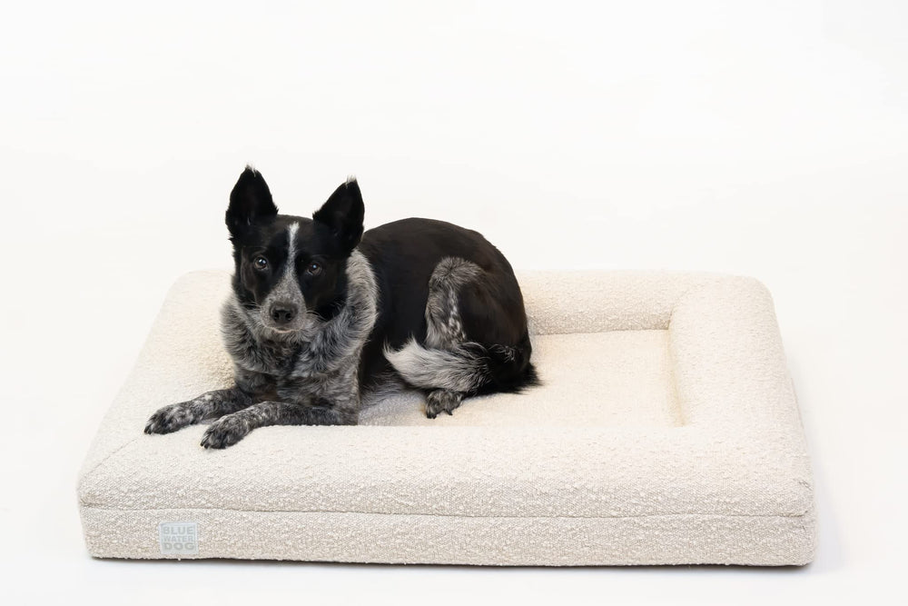 Bluewater Dog bed transport handle eases moving between rooms