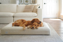 Bluewater Dog machine-washable bouclé cover for easy cleaning