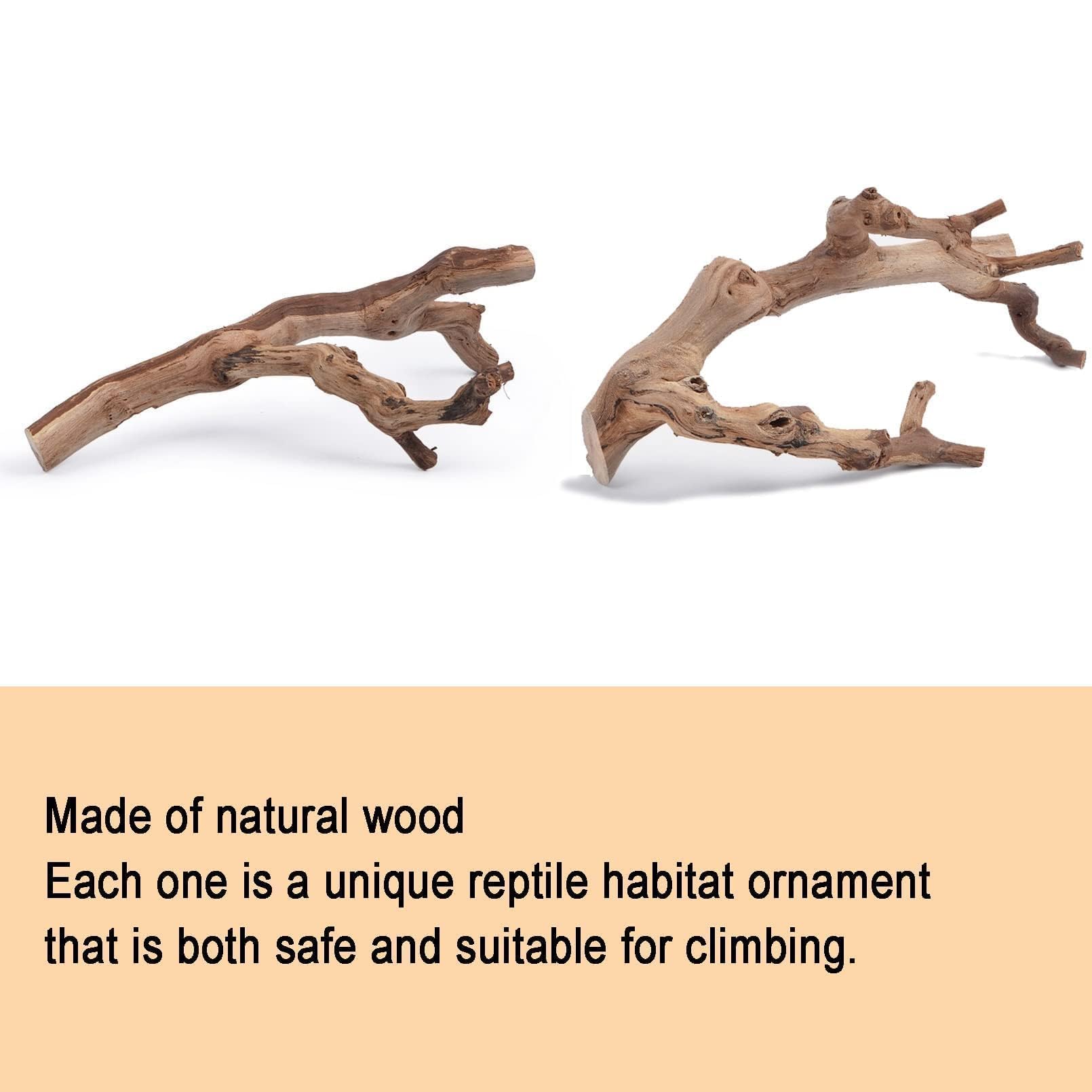 BNOSDM reptile wood branch bearded dragon scene emphasizes basking and exploration.