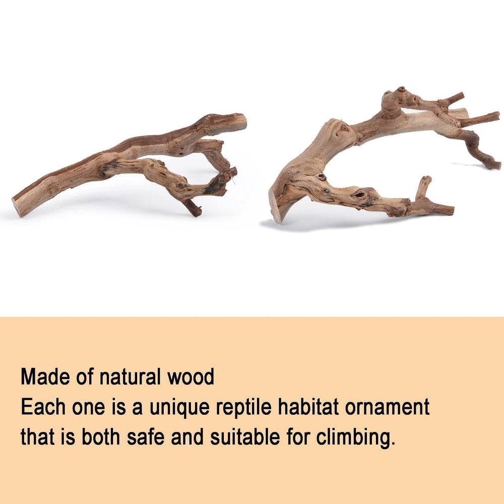 BNOSDM reptile wood branch bearded dragon scene emphasizes basking and exploration.