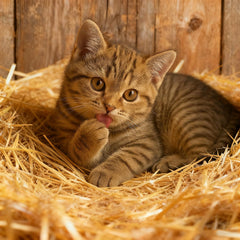 BobbleT bedding in a cat shelter illustrating warm, dry rest for outdoor cats.