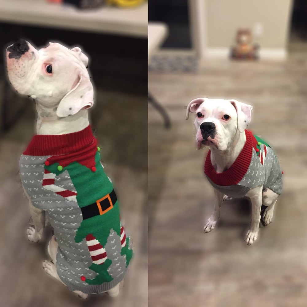 BOBIBI Ugly Christmas dog sweater worn by a pup during holiday photos