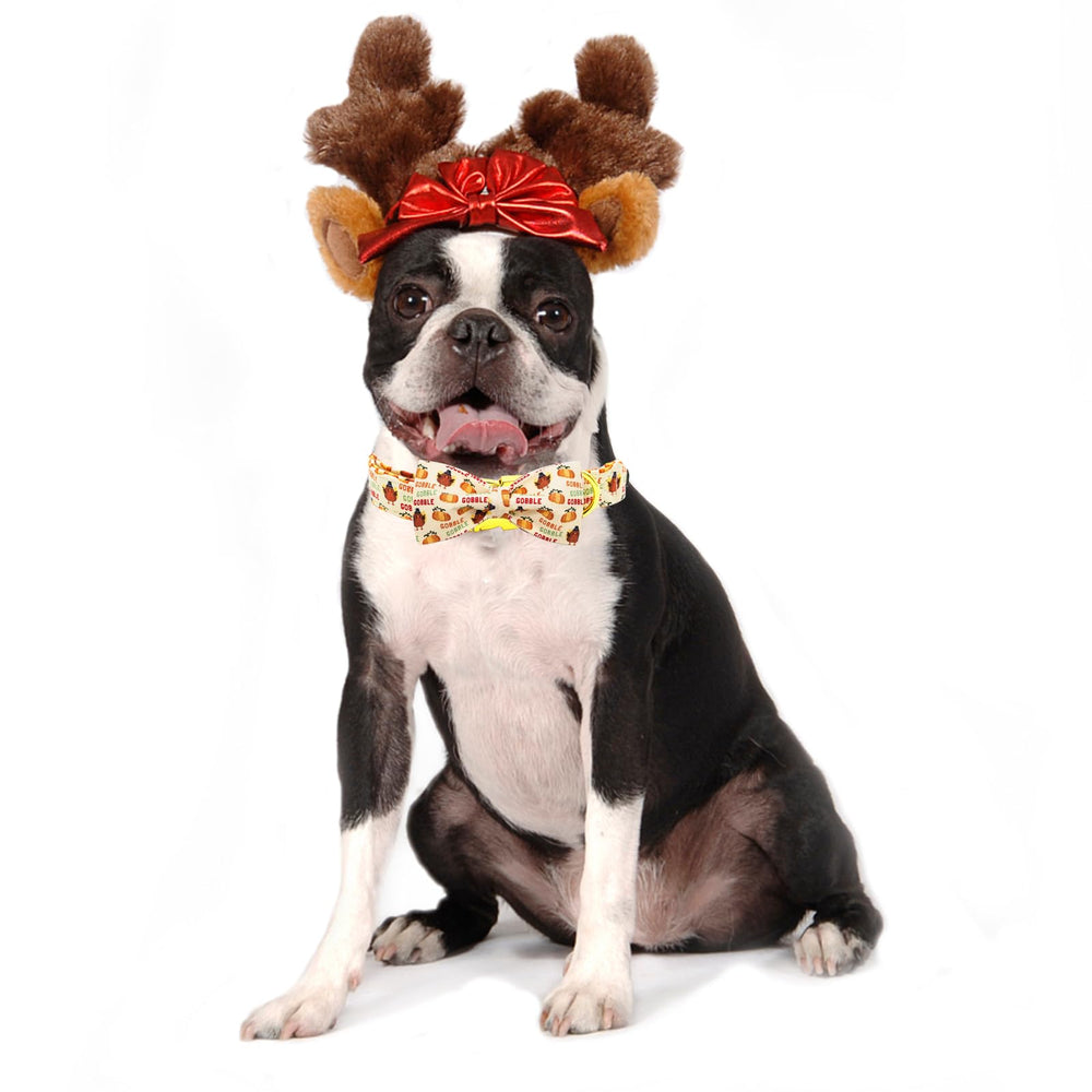 Bobo Rainbow dog wearing collar in a park for comfortable daily wear