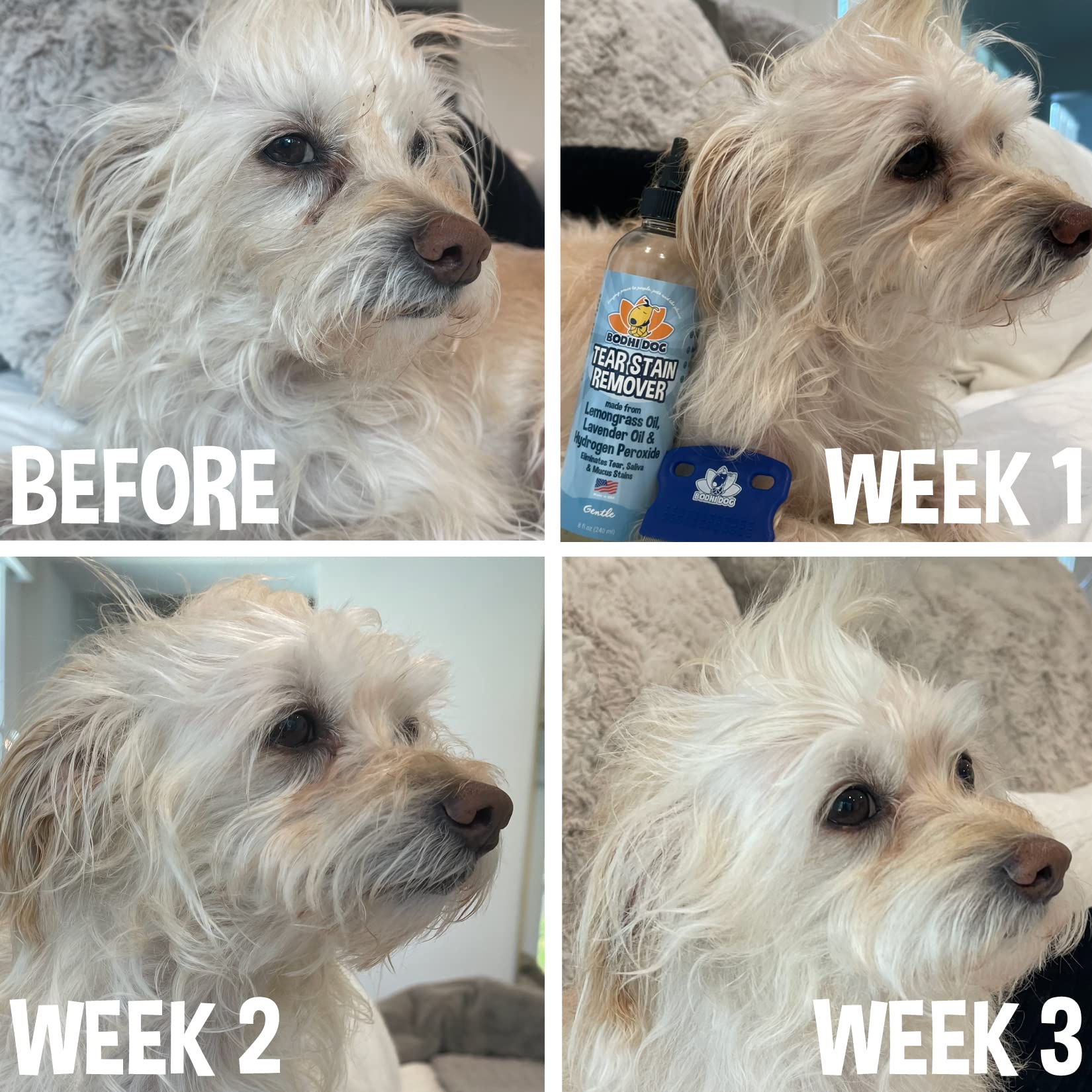 Bodhi Dog grooming session with a happy pet using Bodhi products.