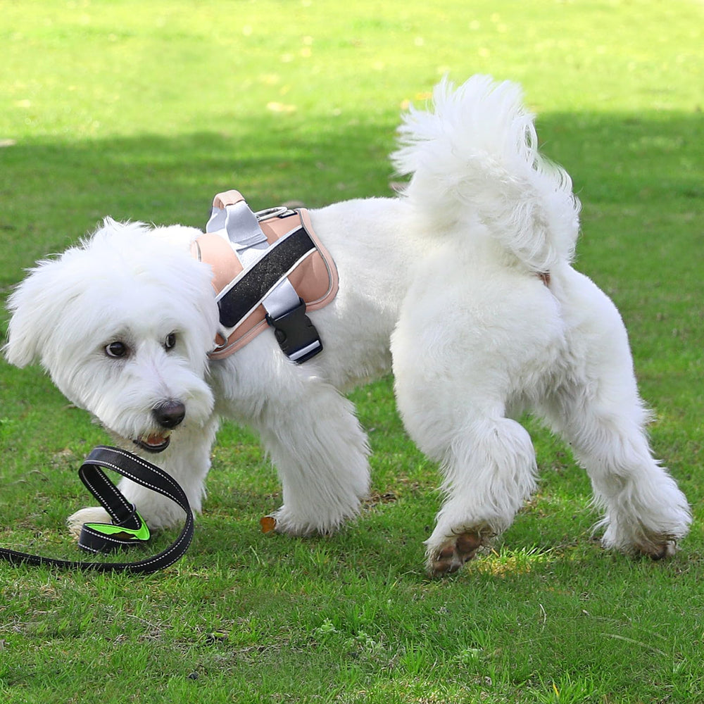 Bolux dog harness with breathable nylon keeps dogs cool during training.