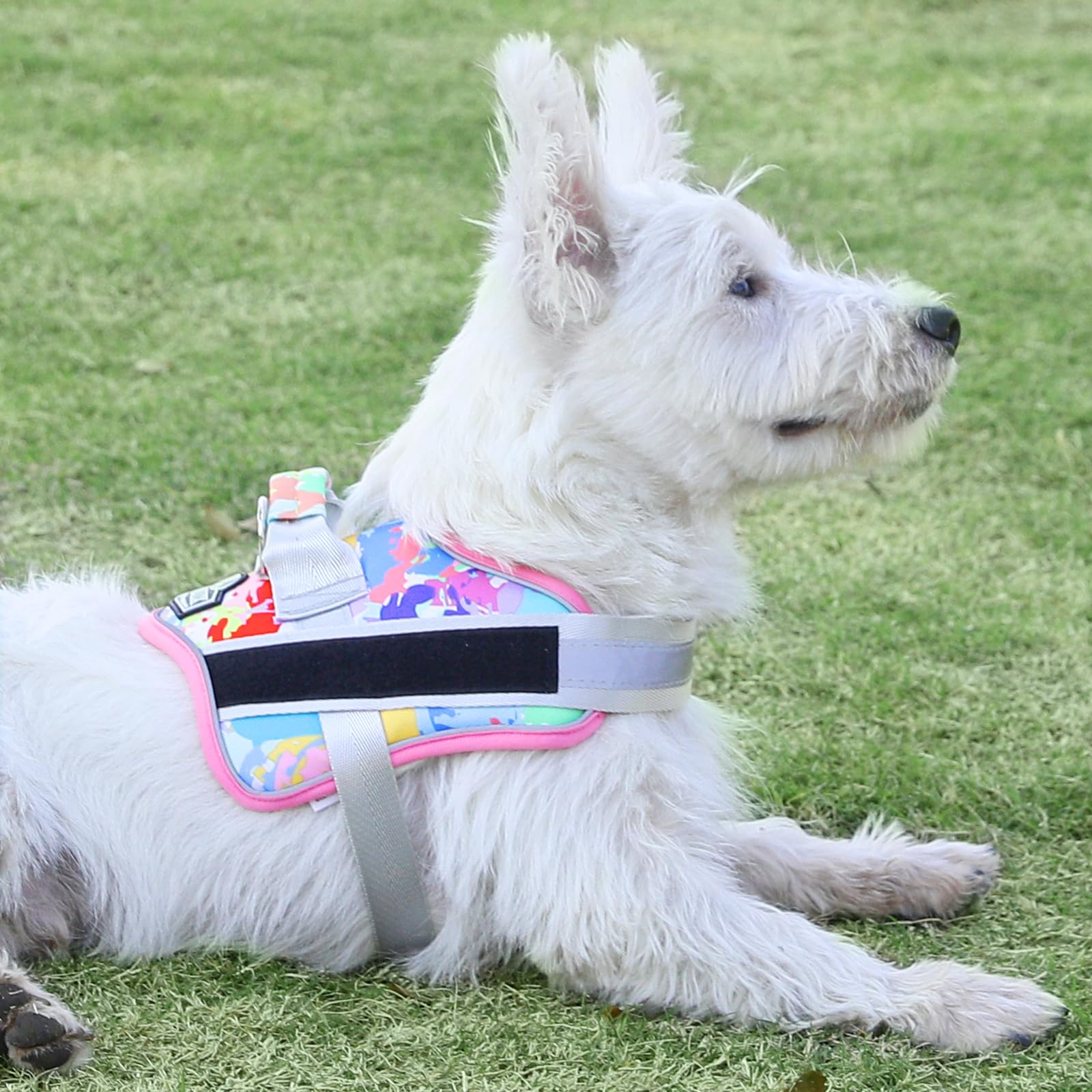 Bolux dog harness with top handle shows secure leash attachment for crowded streets.