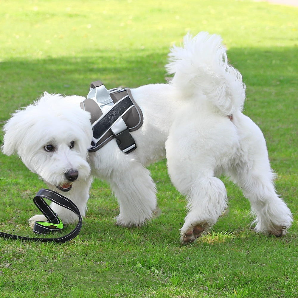 Bolux dog harness D-ring leash attachment for versatile leash positioning.