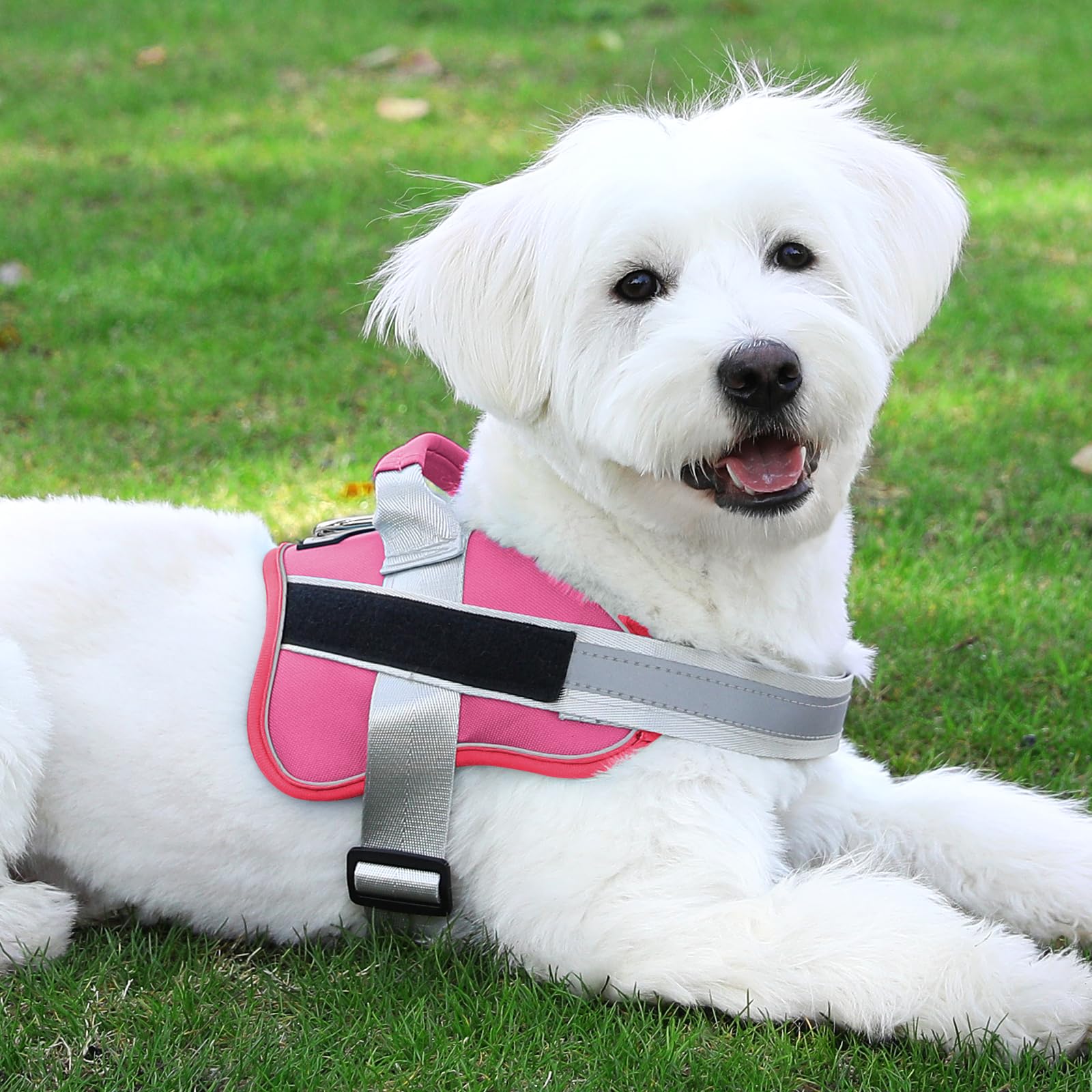 Bolux harness on night stroll emphasizing heightened safety and visibility.