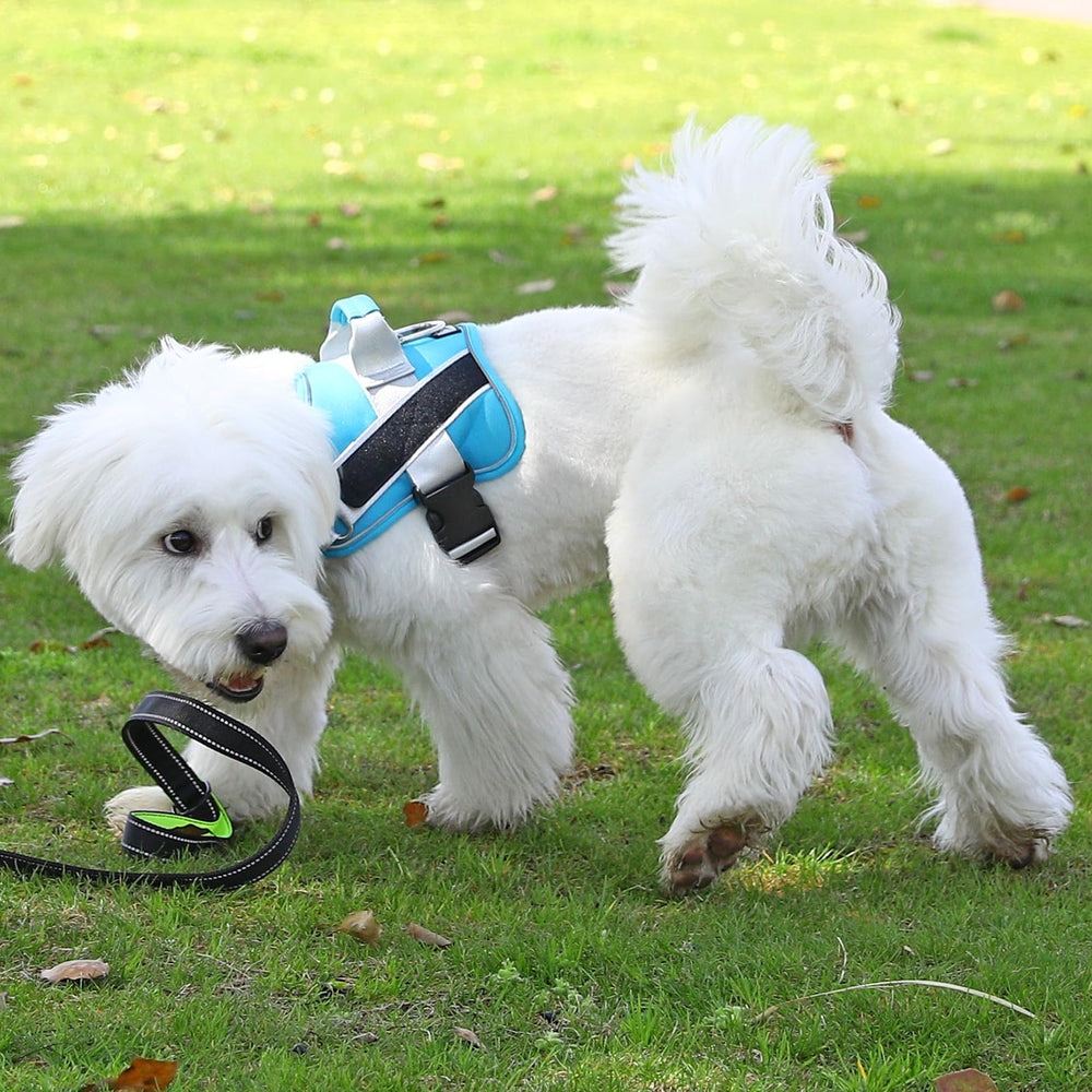 Bolux dog harness OceanicBlue puppy-fit suitable for extra small breeds like Yorkie or Chihuahua.
