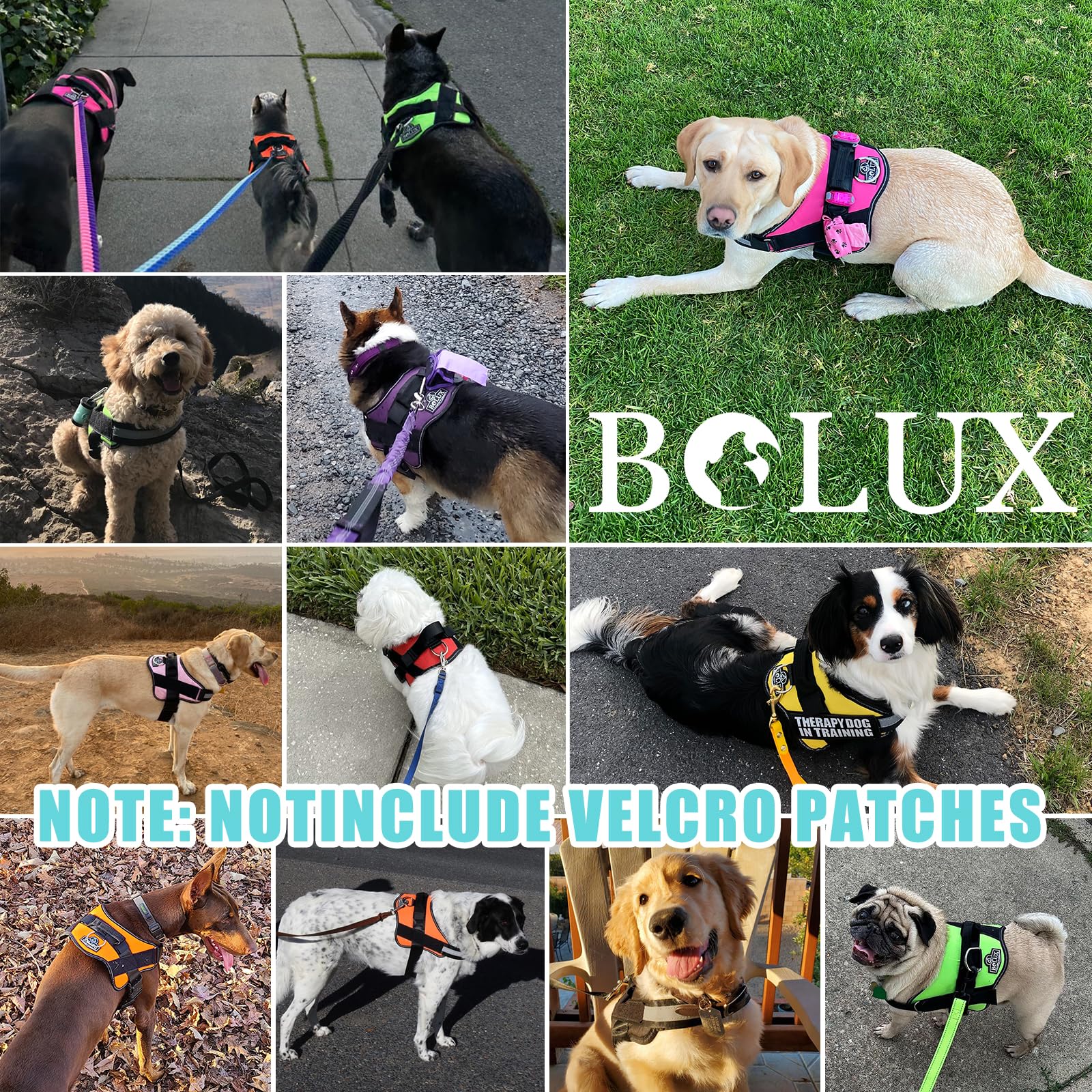 Bolux dog harness on a dog demonstrating pull-free control
