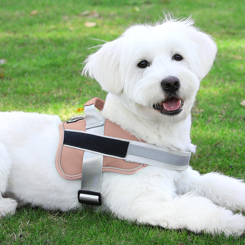 Bolux dog harness ideal for outdoor walking and hiking adventures.