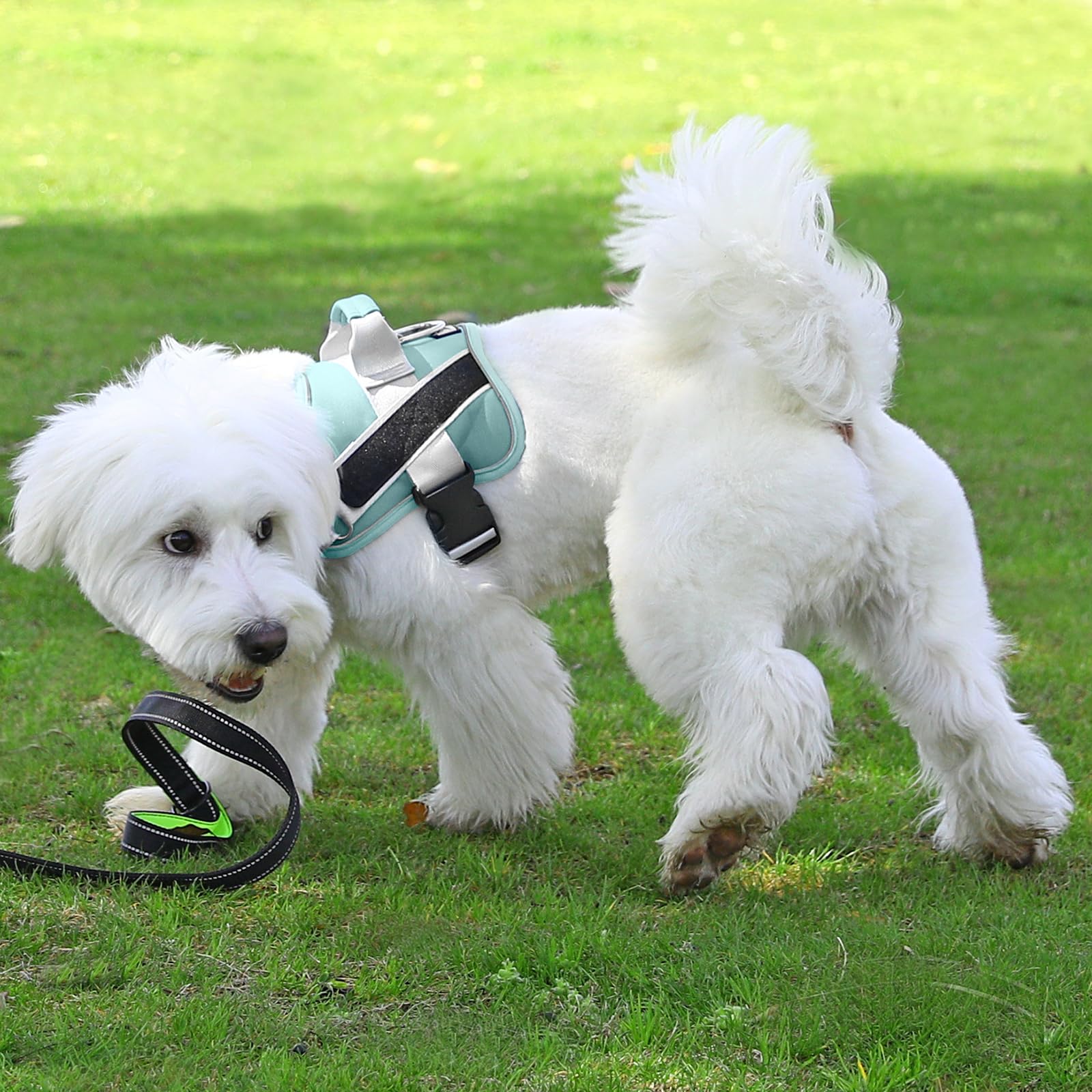 Bolux small dog harness fit for tiny breeds