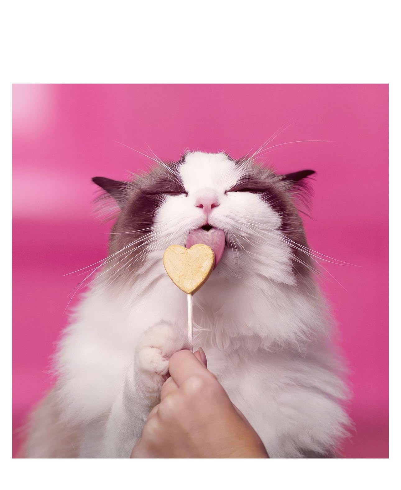 Bonkers Purr Pops individually wrapped treats emphasize freshness and on-the-go rewards.