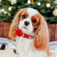 BoomBone Christmas dog collar close-up showing removable red flower charm.