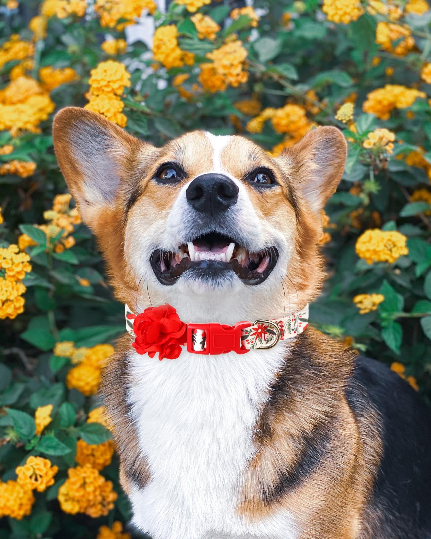 BoomBone dog collar on a female dog ready for Christmas celebrations.